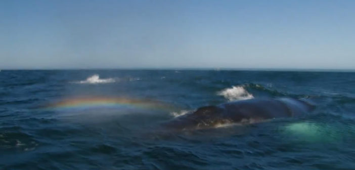 Whale Rainbow