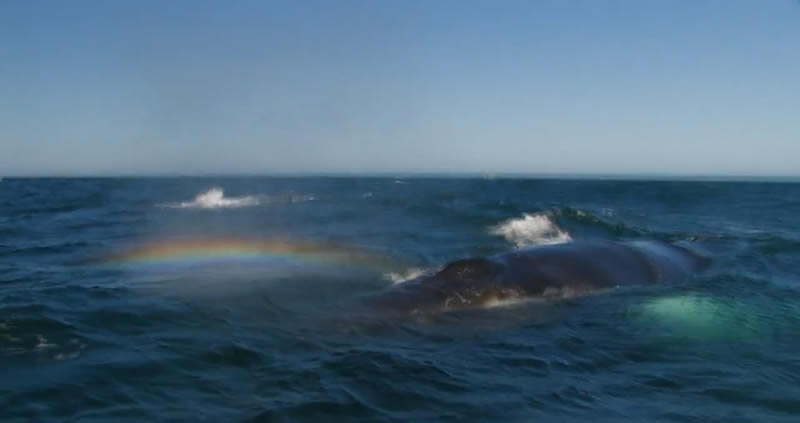 Whale Rainbow