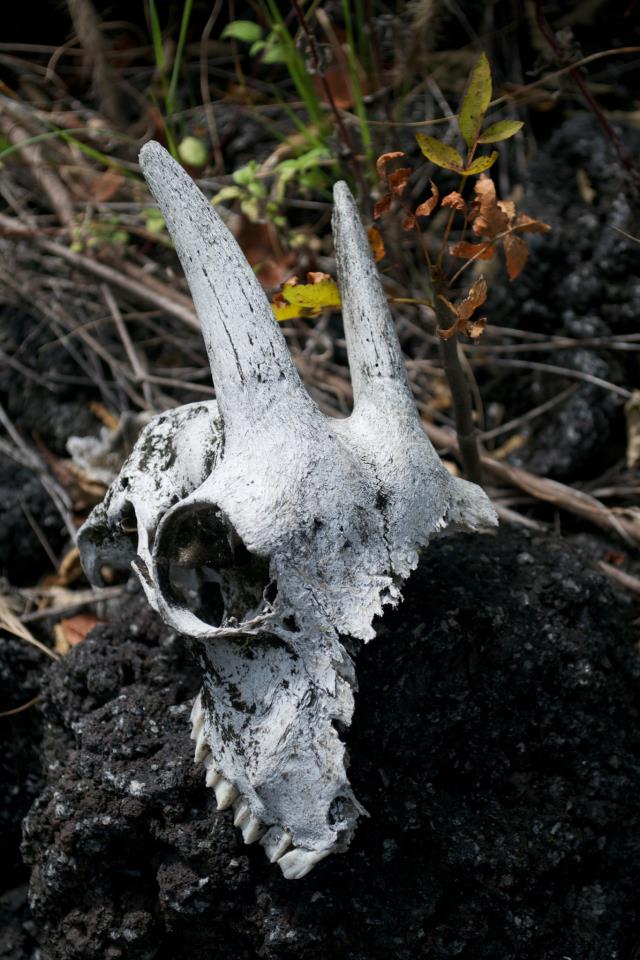 Goat Skull