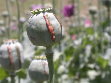 Opium Poppy