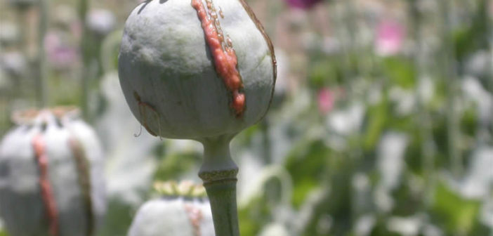 Opium Poppy