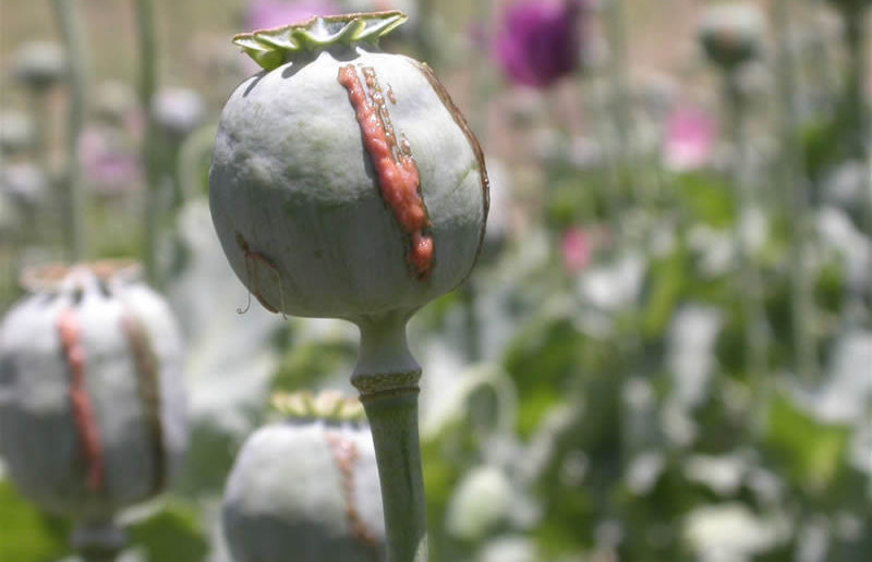 Opium Poppy