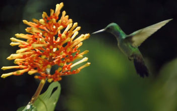The Beauty of Pollination