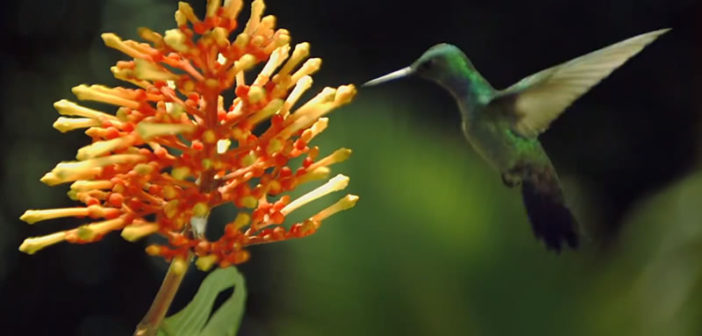 The Beauty of Pollination