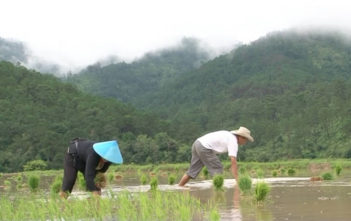 Rice farmers in Laos
