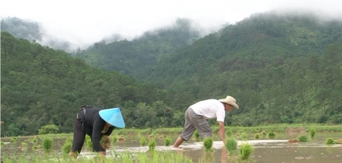 Rice farmers in Laos