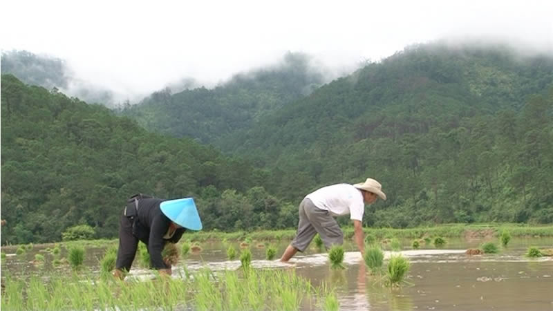 Rice farmers in Laos