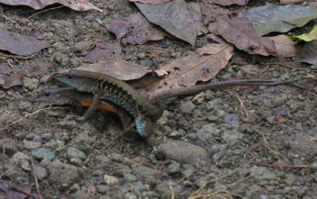 Mating whiptail lizards in Costa Rica