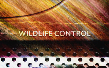 Wildlife Control