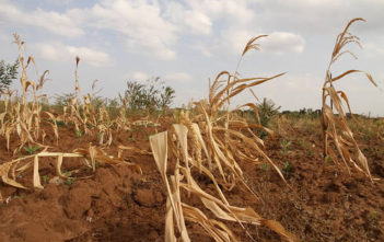 Wilting crops in Kenya