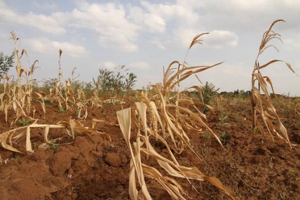 Wilting crops in Kenya