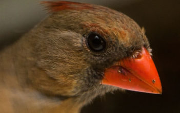 bird