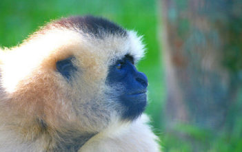 White Cheeked Gibbon