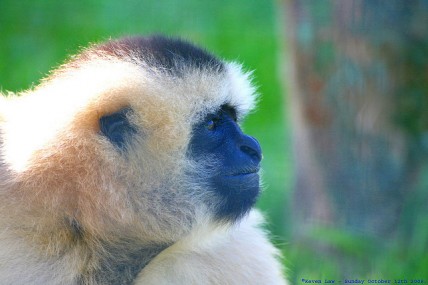 White Cheeked Gibbon