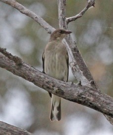 Greater honeyguide