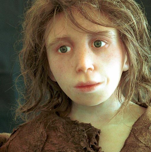 Computer reconstruction of a Neanderthal child