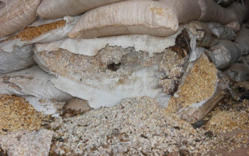 Maize goes to waste in a government warehouse in Mkushi, Zambia