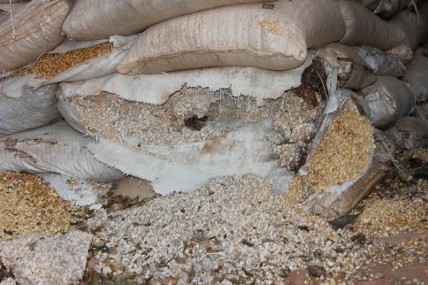 Maize goes to waste in a government warehouse in Mkushi, Zambia