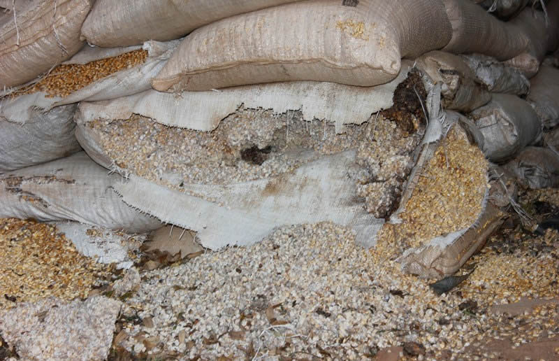 Maize goes to waste in a government warehouse in Mkushi, Zambia