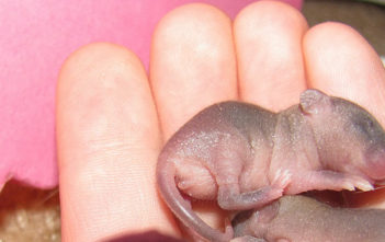 Baby mouse
