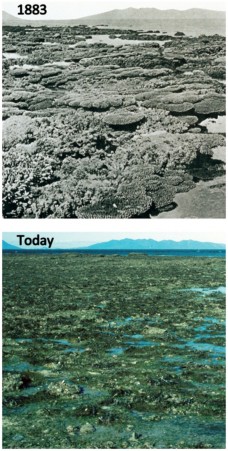 Dramatic loss of coral cover on Queensland’s coastal reefs