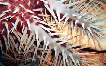 Crown of Thorns starfish