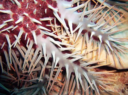 Crown of Thorns starfish
