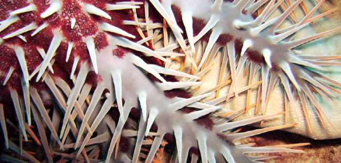 Crown of Thorns starfish
