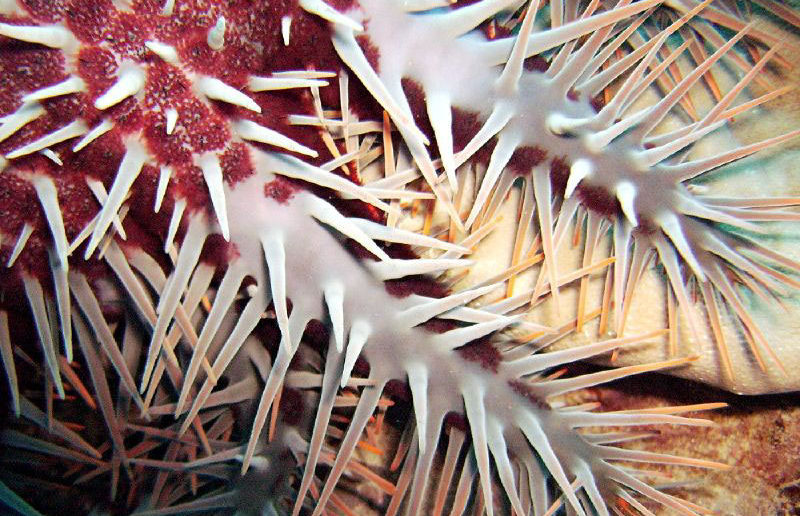 Crown of Thorns starfish