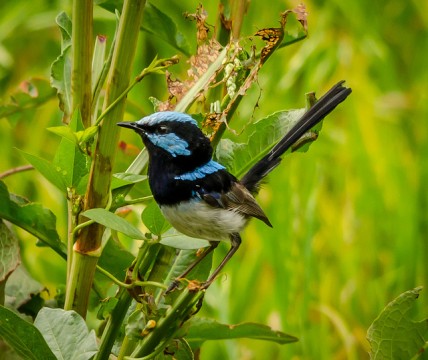 A Superb Fairy Wren