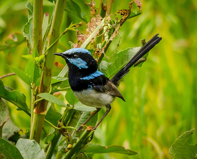 A Superb Fairy Wren