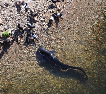 Catfish catching pigeons on land Catfish catching pigeons on land