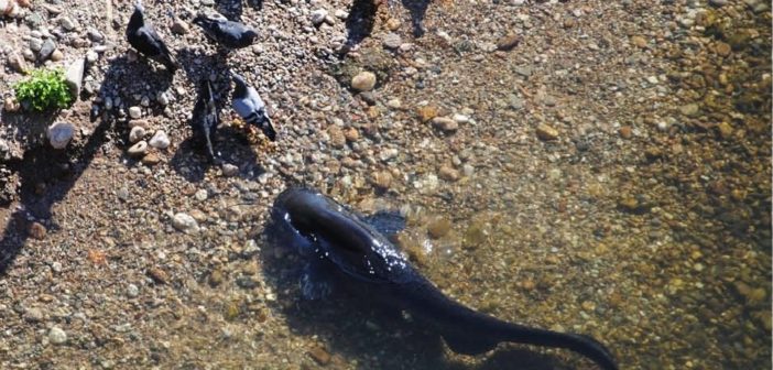 Catfish catching pigeons on land