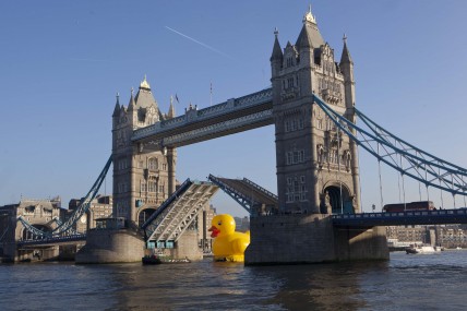 The giant rubber duck floats past Tower Bridge