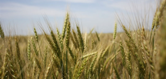 Hardier varieties of wheat are being researched in Ethiopa