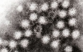 Norovirus
