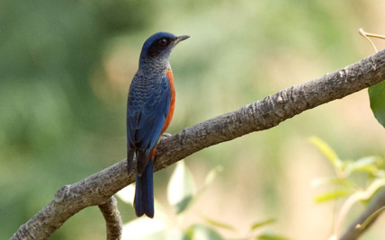 Chestnut-bellied Rock Thrush (Monticola rufiventris)