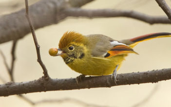 Chestnut-tailed Minla (Minla strigula)