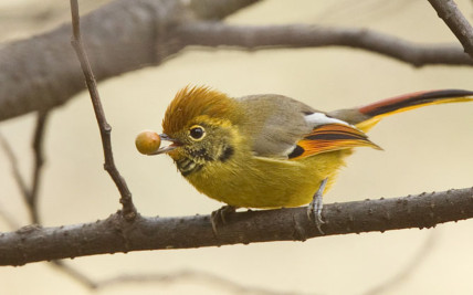 Chestnut-tailed Minla (Minla strigula)