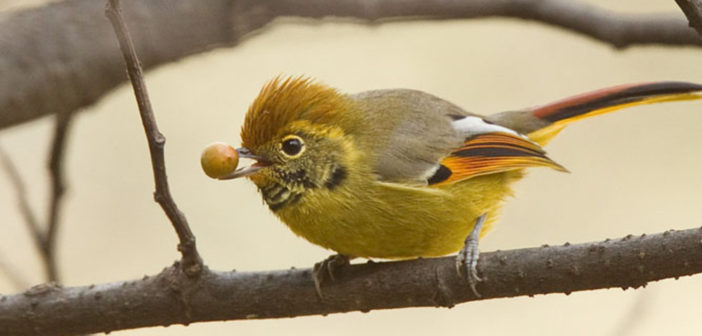 Chestnut-tailed Minla (Minla strigula)