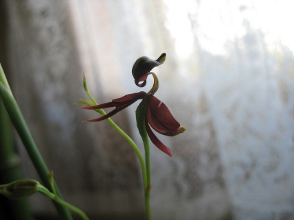 Flying duck orchid