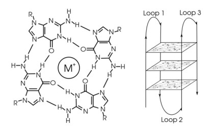 The structure of a G-quadruplex