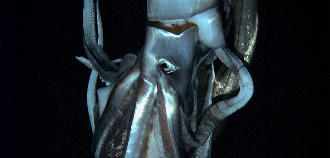 Architeuthis: Giant squid caught on film
