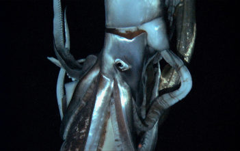 Architeuthis: Giant squid caught on film