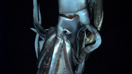 Architeuthis: Giant squid caught on film