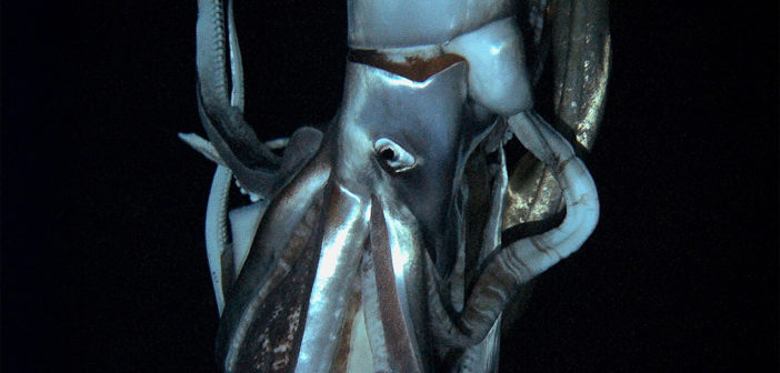 Architeuthis: Giant squid caught on film