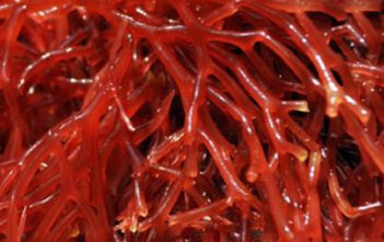 Red algae Griffithsia