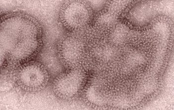 H3N2 virus