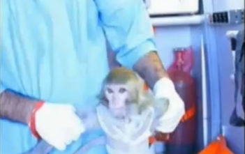 The monkey on its return from space