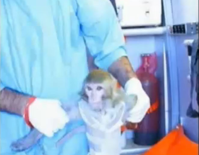 The monkey on its return from space